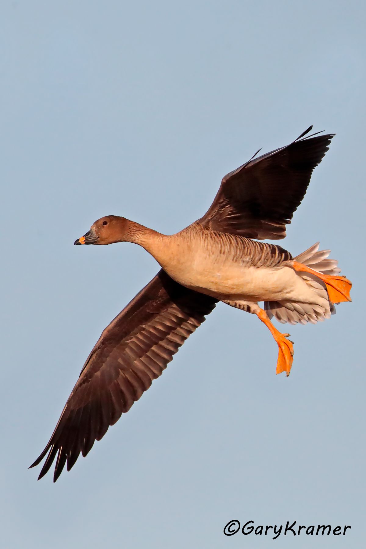 Tundra Bean Goose (Anser serrirostris)  Tundra Bean Goose (Anser serrirostris) - EBWGtb#264d(2)