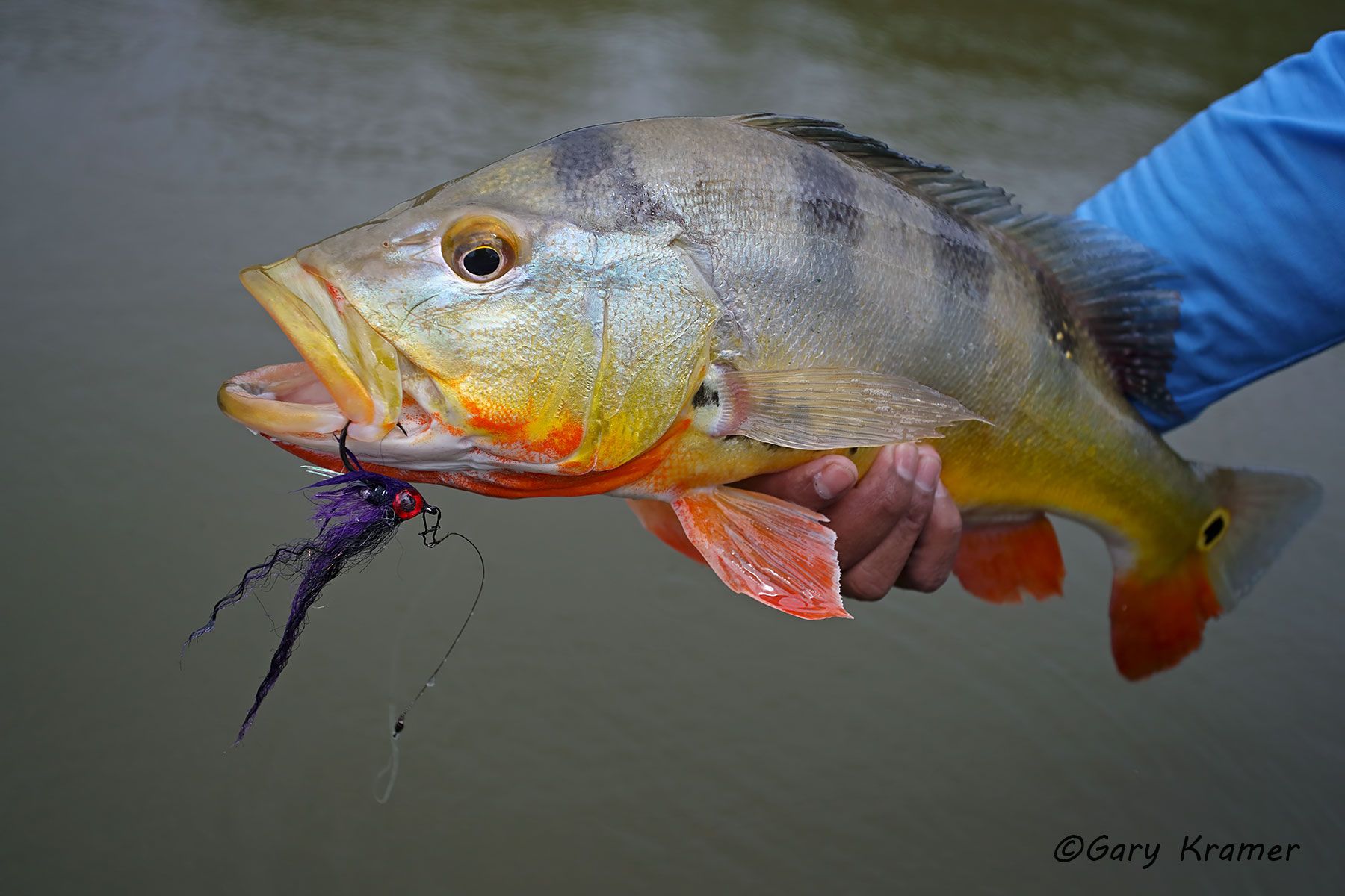 Peacock Bass w/fly Peacock Bass w/fly, Bolivia - SFBpf#012d