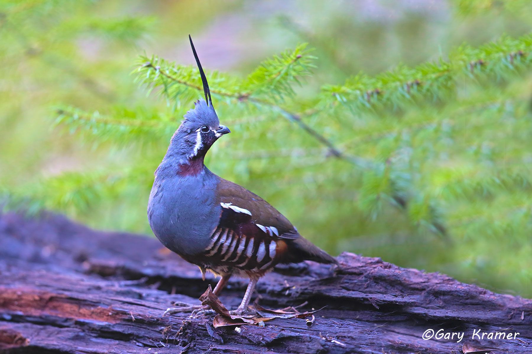Mountain Quail (Oreortyx pictus) Mountain Quail (Oreortyx pictus) - NBGQm#192d