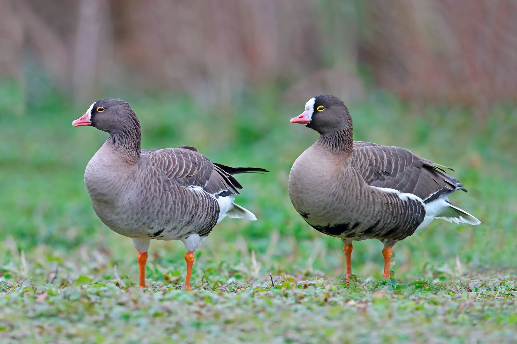 Lesser White-fronted Goose (Anser erythropus)  Lesser White-fronted Goose (Anser erythropus) - EBWGl#021d(3)