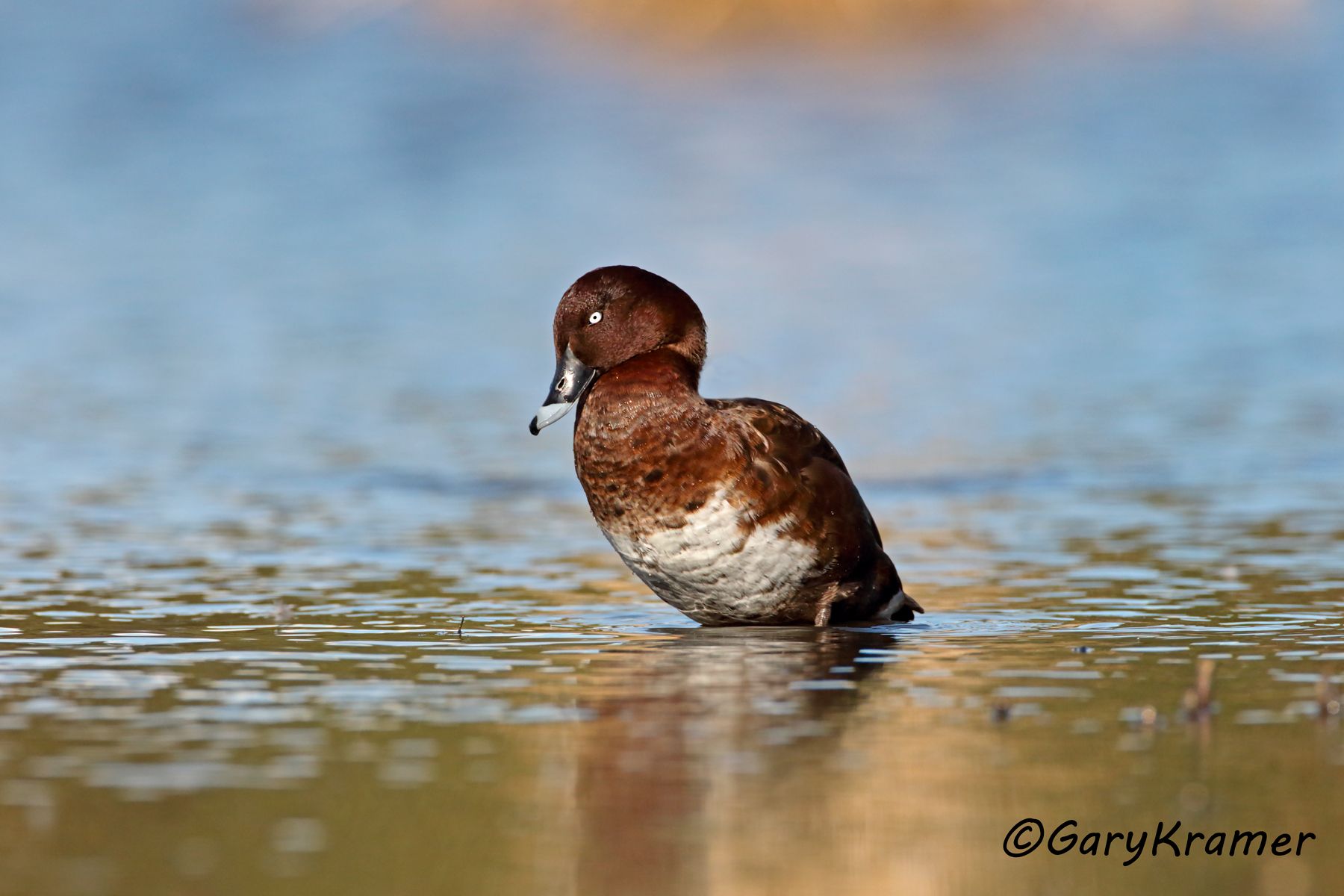 Hardhead (Aythya australis)  Hardhead (Aythya australis) - OBWH#083d