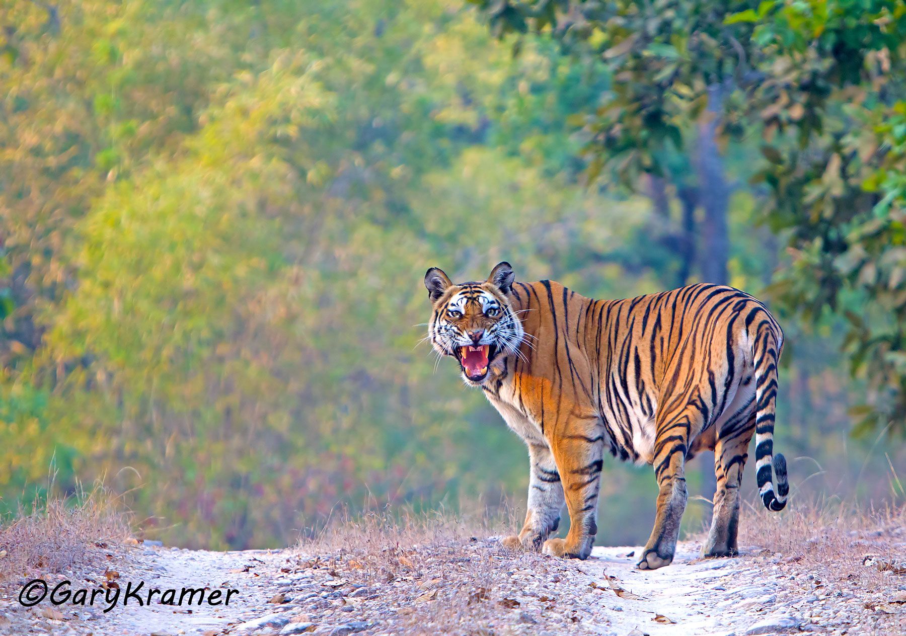 Tiger (Bengal) (Panthera tigrus tigrus) - AMTb#028d