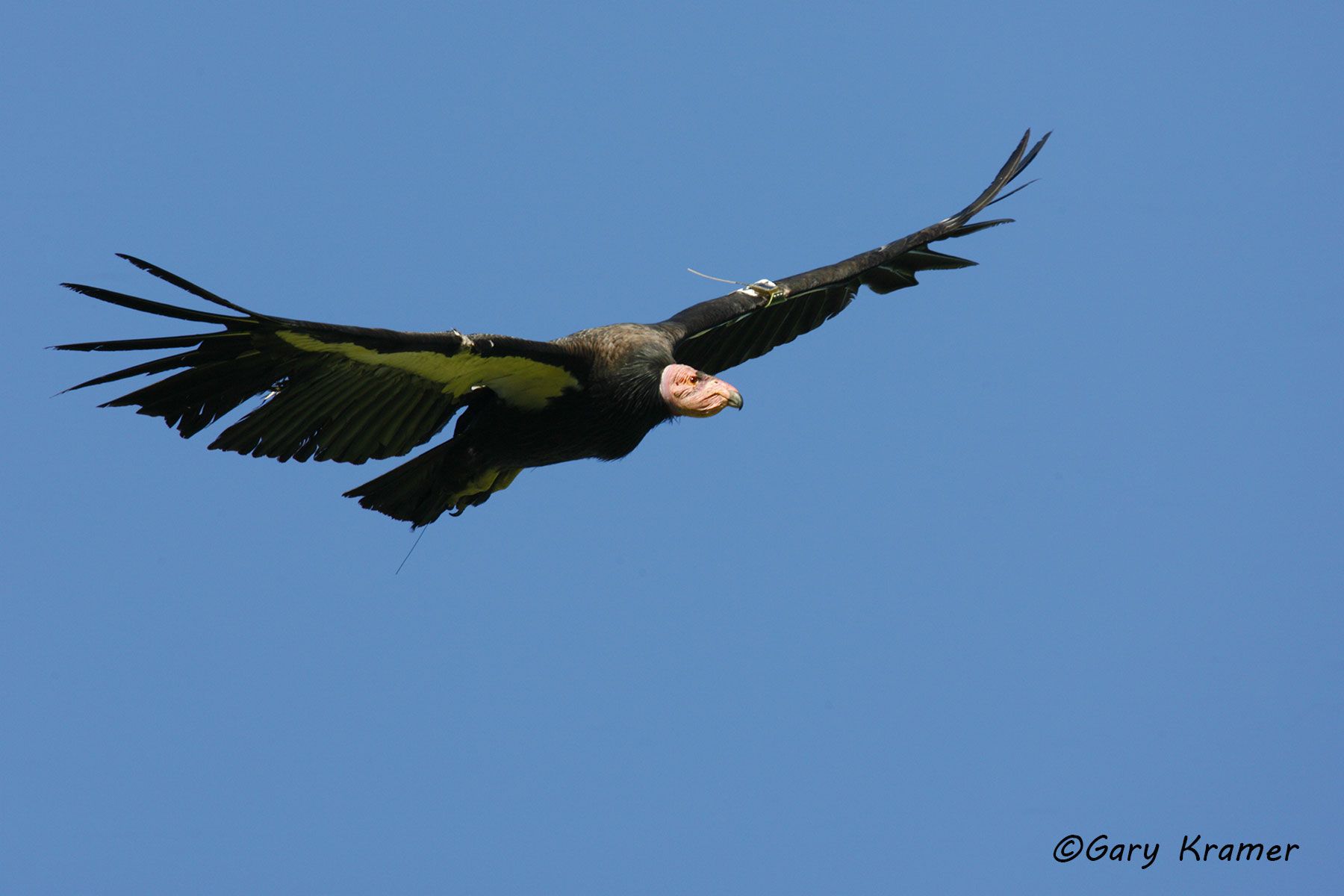 California Condor (Gymnogypus californianus)  - NBVC#363d