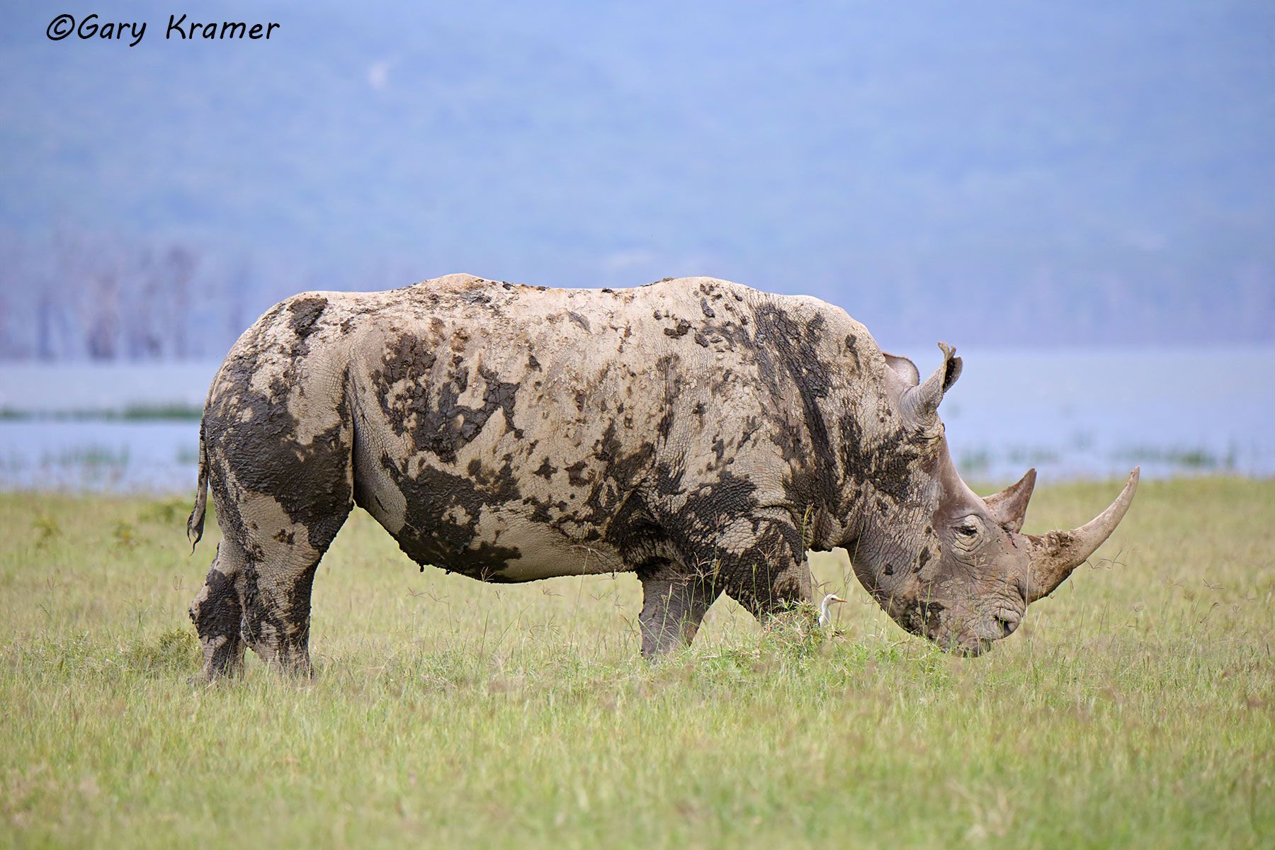 White Rhinoceros (Ceratotherium simum) White Rhinoceros (Ceratotherium simum) - AMRw#282d