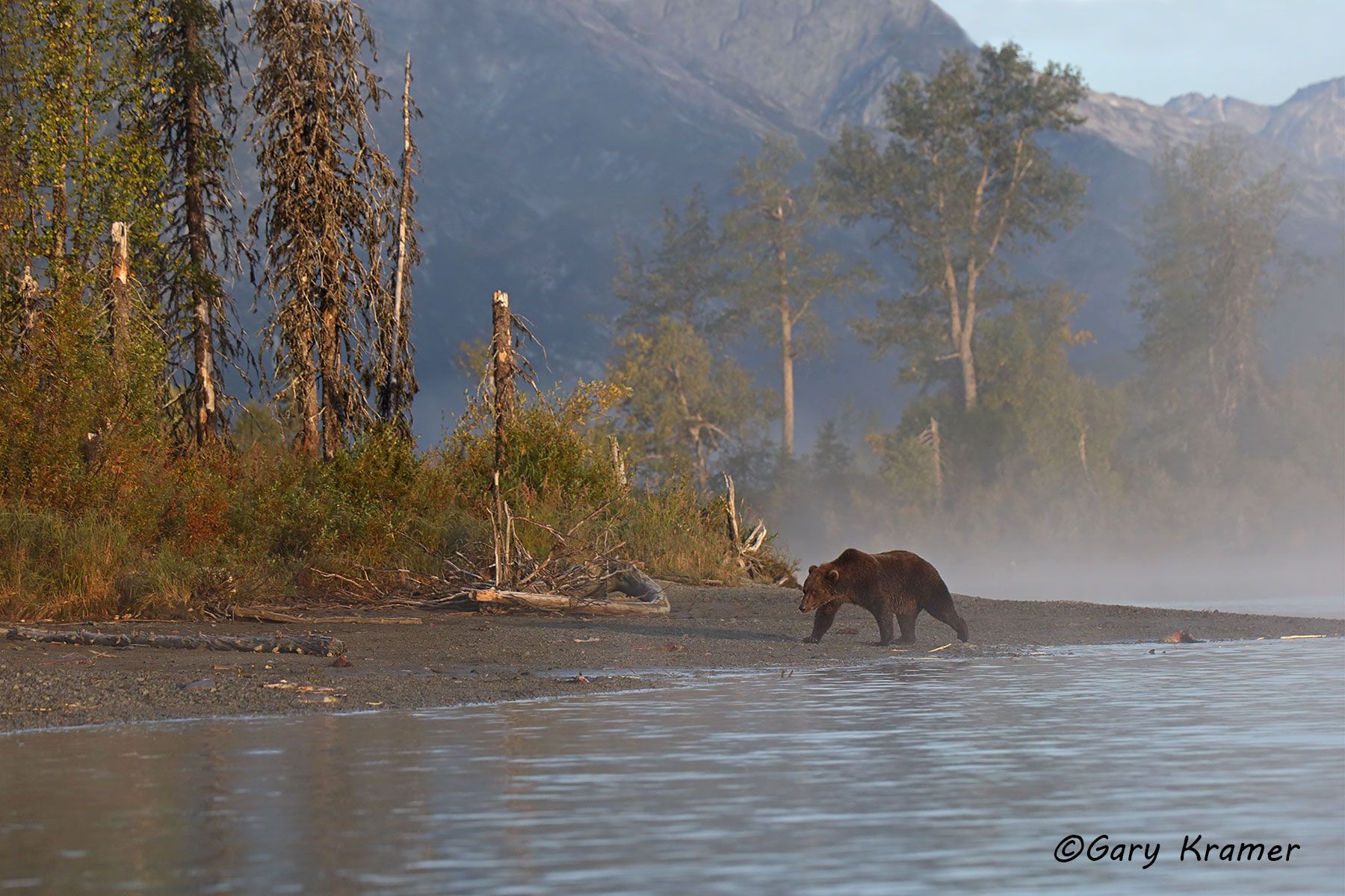 Alaskan Brown Bear (Ursus middlendorffi) by GaryKramer.net, 530-934-3873, gkramer@cwo.com Alaskan Brown Bear (Urusus middlendorffi) - NMBA#501d