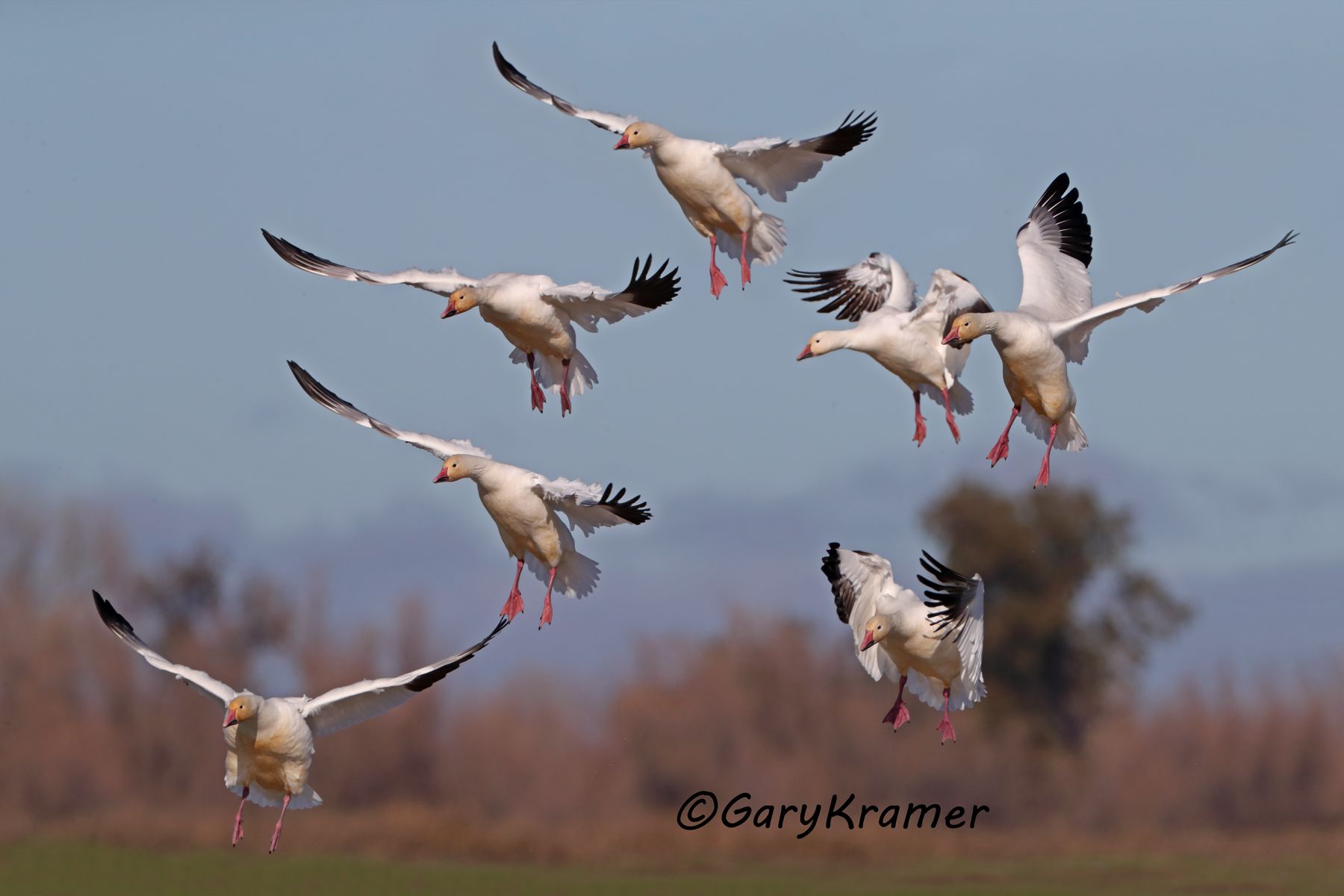 Lesser Snow Goose (Anser caerulescens) - NBWSg#2634d(2)