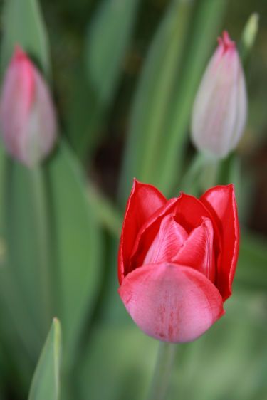 1Tulip_Macro.jpg