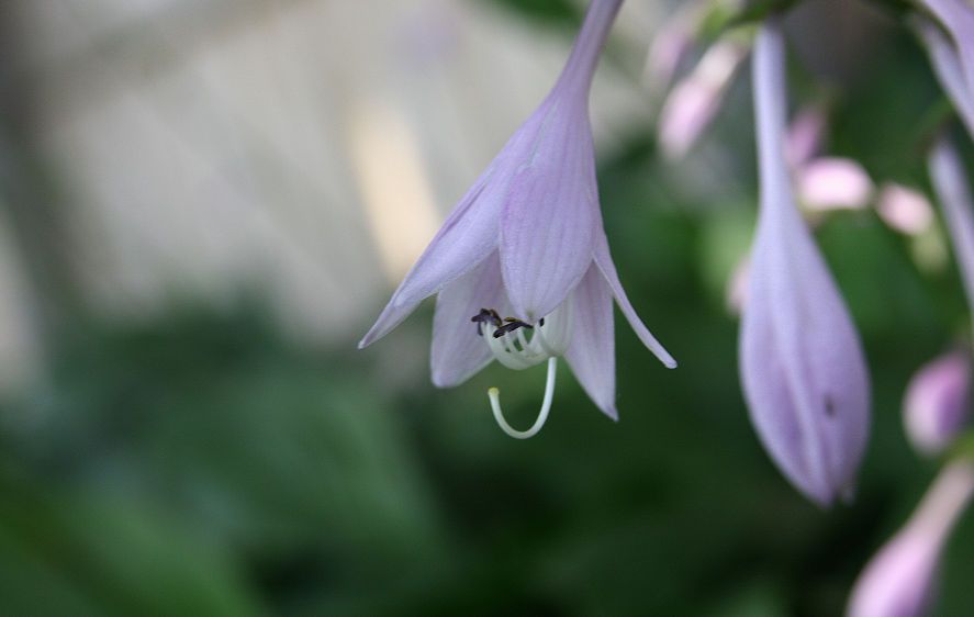 1Hosta1.jpg