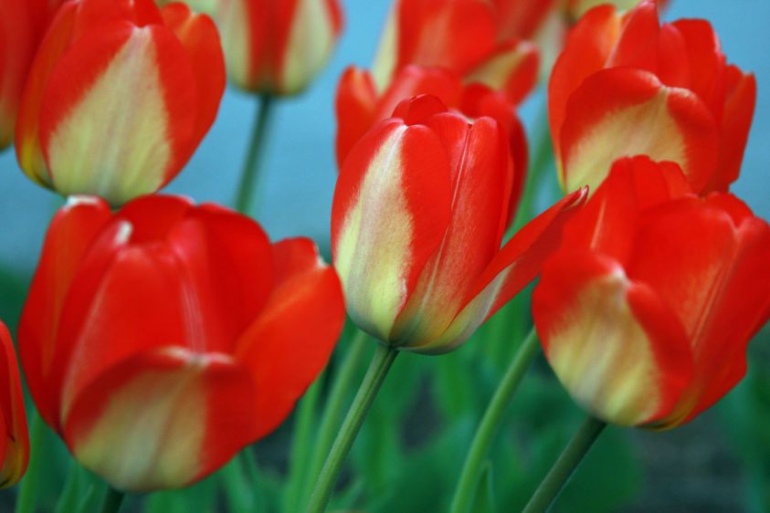 8_1Tulips_with_fill.jpg