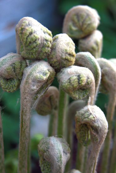 1Fiddleheads.jpg