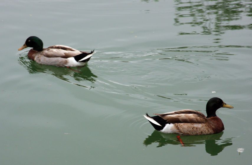 1Mallards.jpg