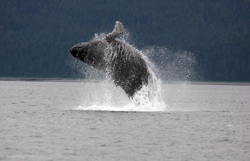 1Humpback3.jpg