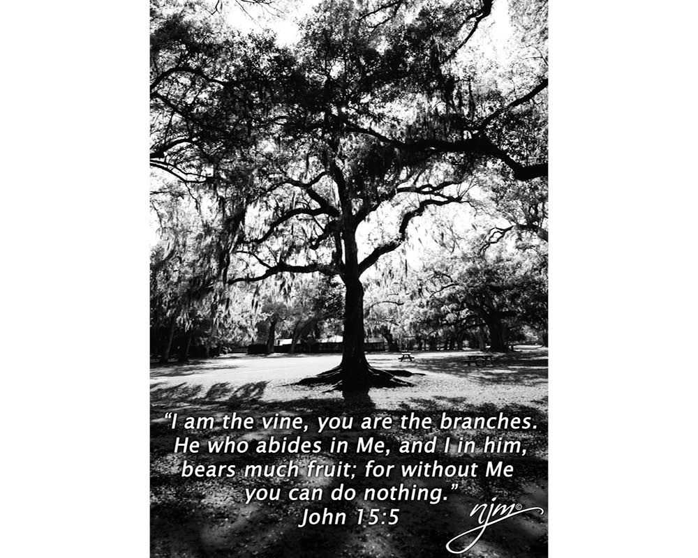 THE VINE