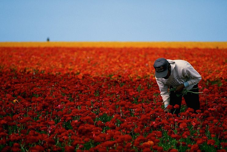 Field Worker Hard Labor