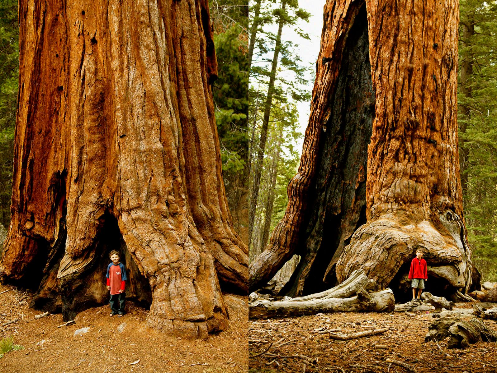 1aa010_charlie_sequoia_yosemite2c4v1142_rt8sharpnd.jpg