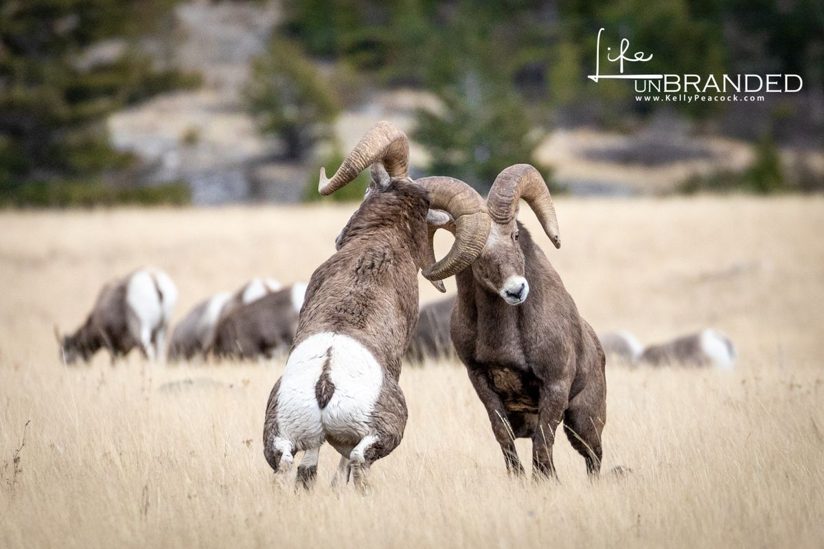 Bighorn Sheep in rut
