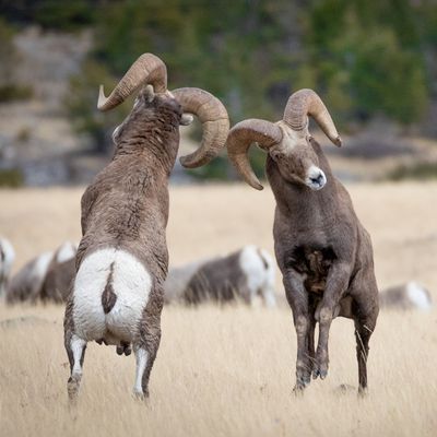 Bighorn Sheep.jpg