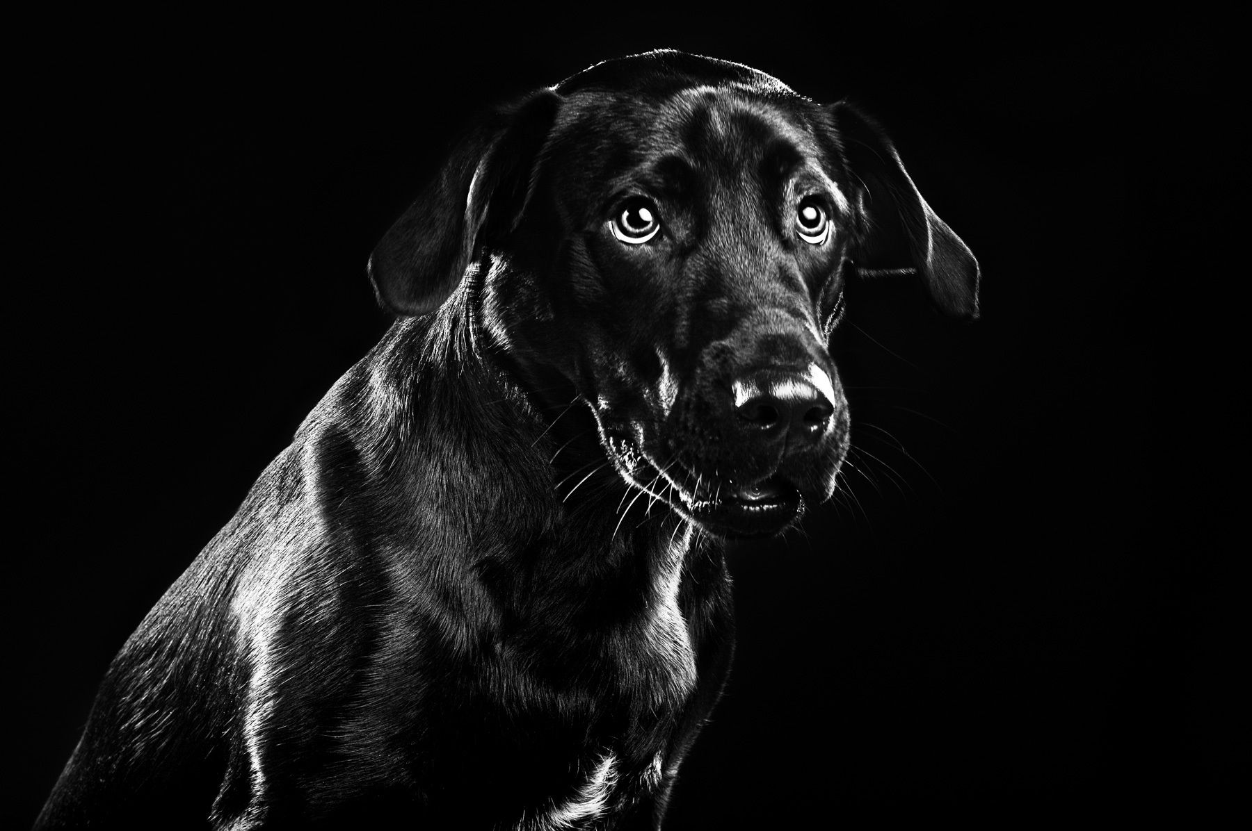 1peace_black_lab_portrait.jpg