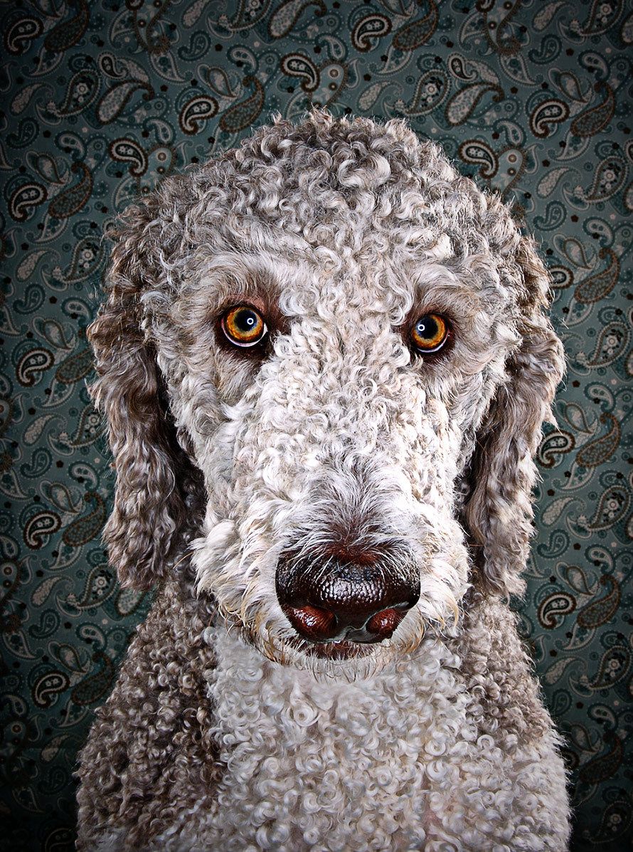 1roscoe_parti_poodle_front_view.jpg