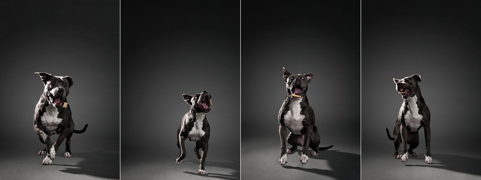 1grey_dog_bone_quadriptych.jpg
