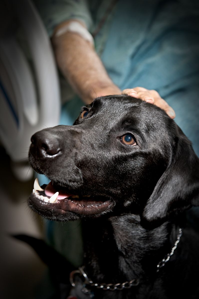 Baptist Health / Cort / Service Dog