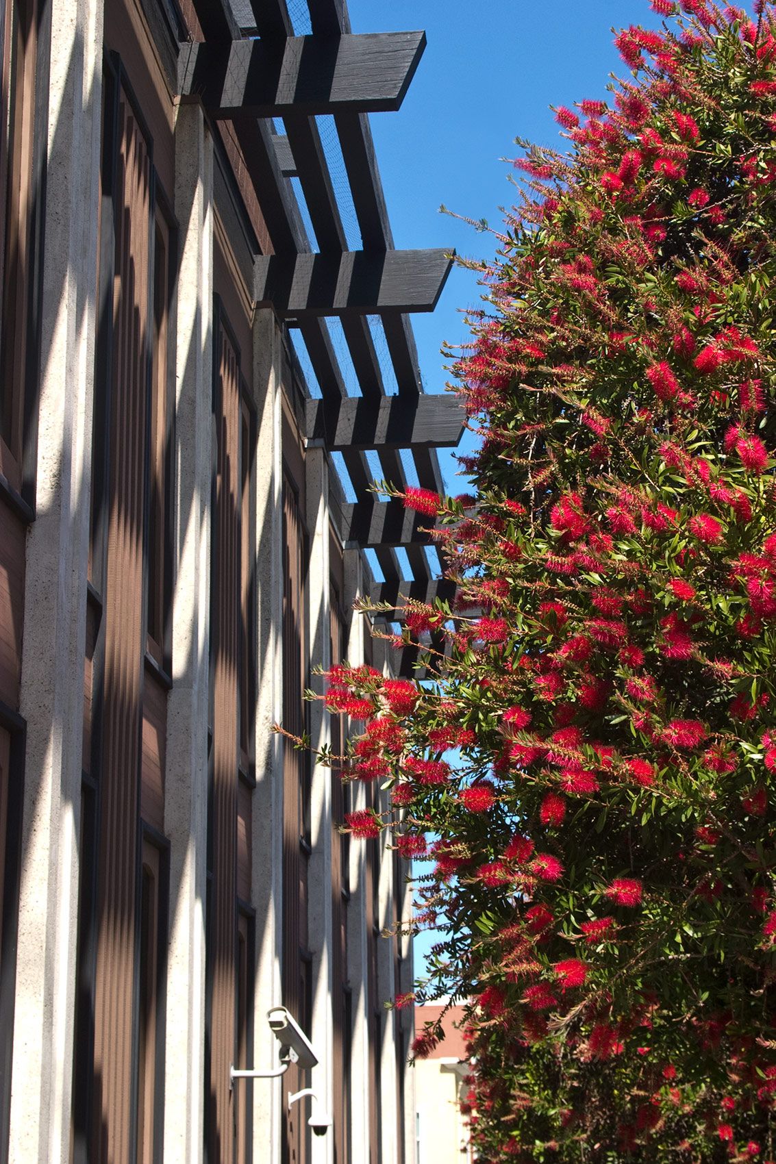 Pergola building with red flowers, San Francisco, CA