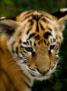 Bengal tiger cub