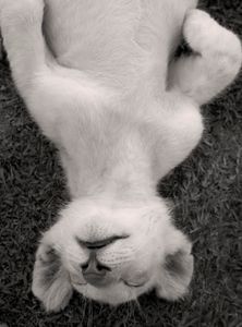 baby white lion sleeping
