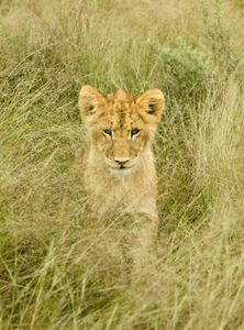 Lion cub walk