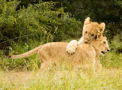 Playful lion cubs!