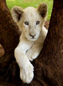 Baby white lion portrait!