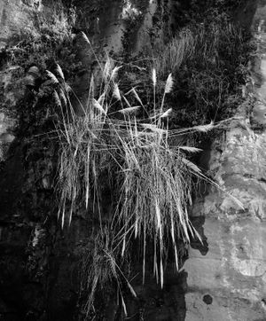 Rock Wall  No.1 1976