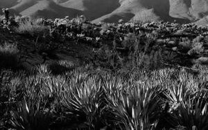 Cactus Anza Borrego No.2