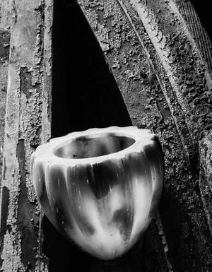 Vessel of Light 1981