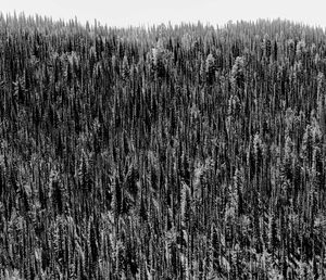 Trees Idaho 1977