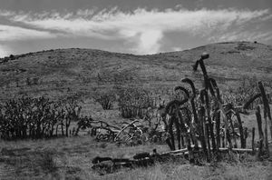 Joshua Tree No.2 1979