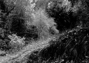 N. Coast  Landscape No.4 1977