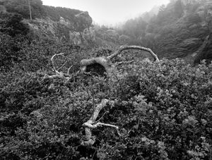 N.Coast Landscape No.2 1976