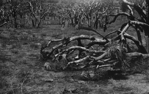 Joshua Tree No.11979