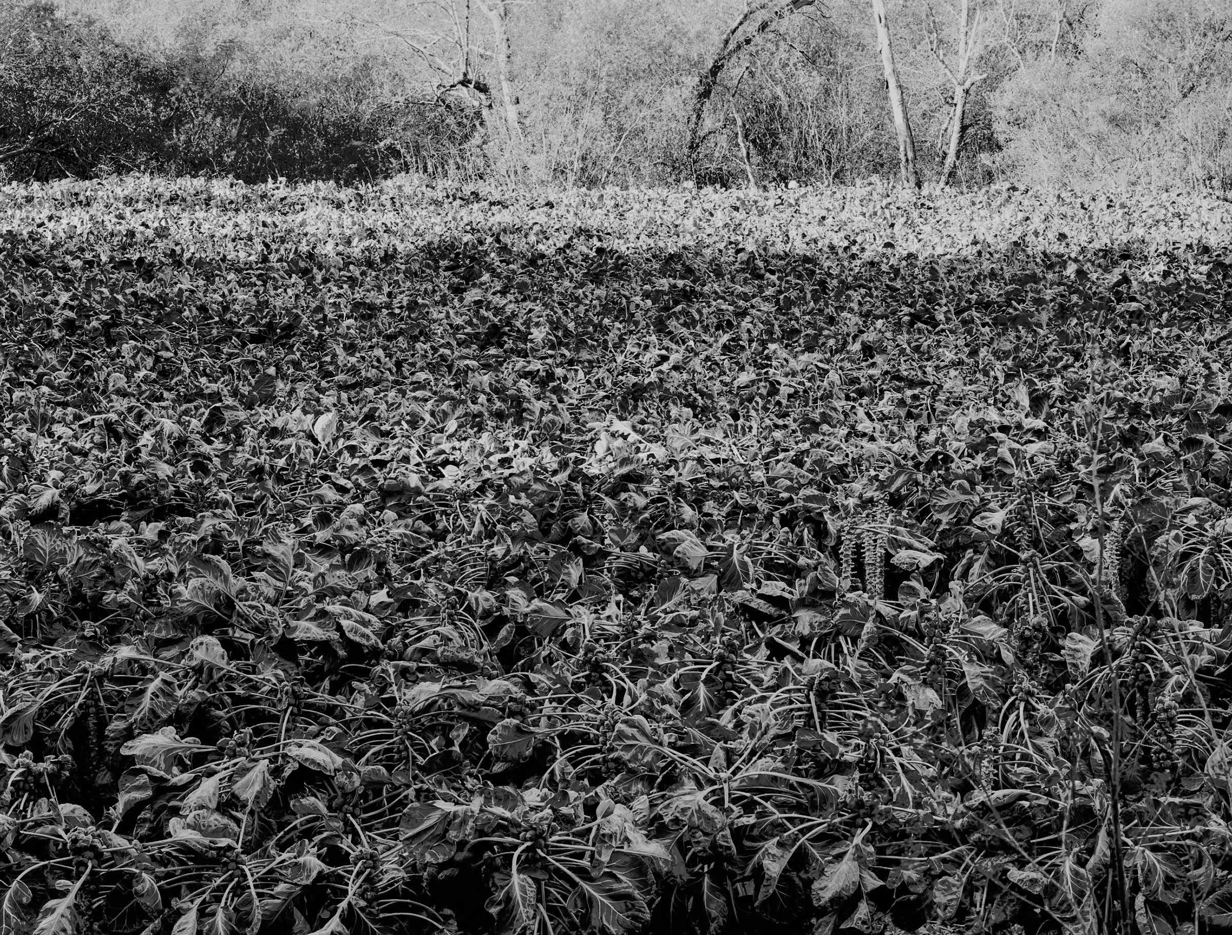 Brussel Sprout Field 1979