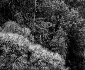 N. Coast Landscape No.3   1976