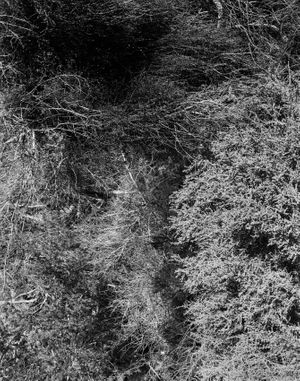 N. Coast Landscape No.5 1976