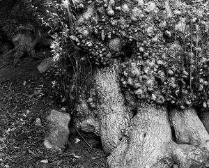 Tree Stump  SantaCruz, CA. 1977