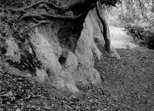 Tree Roots  Santa Cruz, CA. 1977
