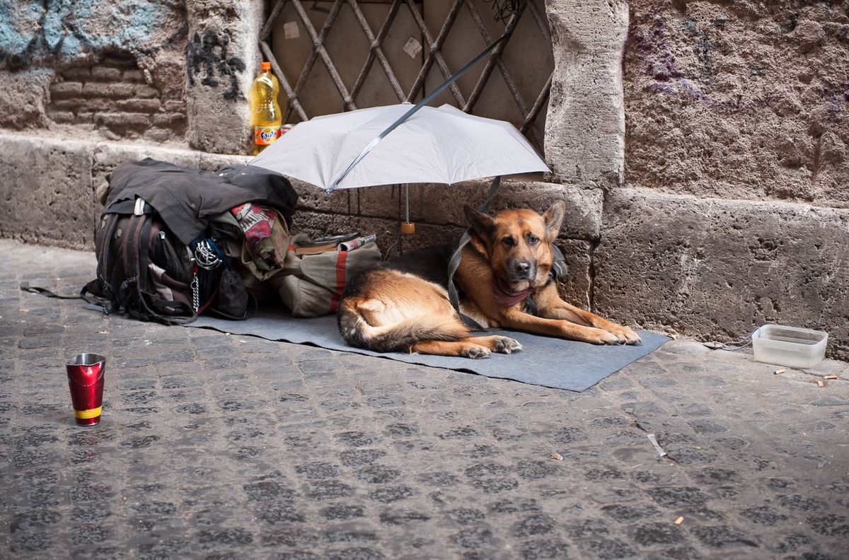 Shepard dog of beggar left on the hot street.