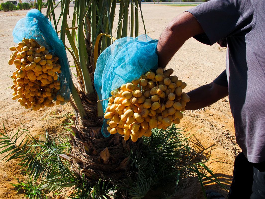 Arab farm worker harvesting dates.