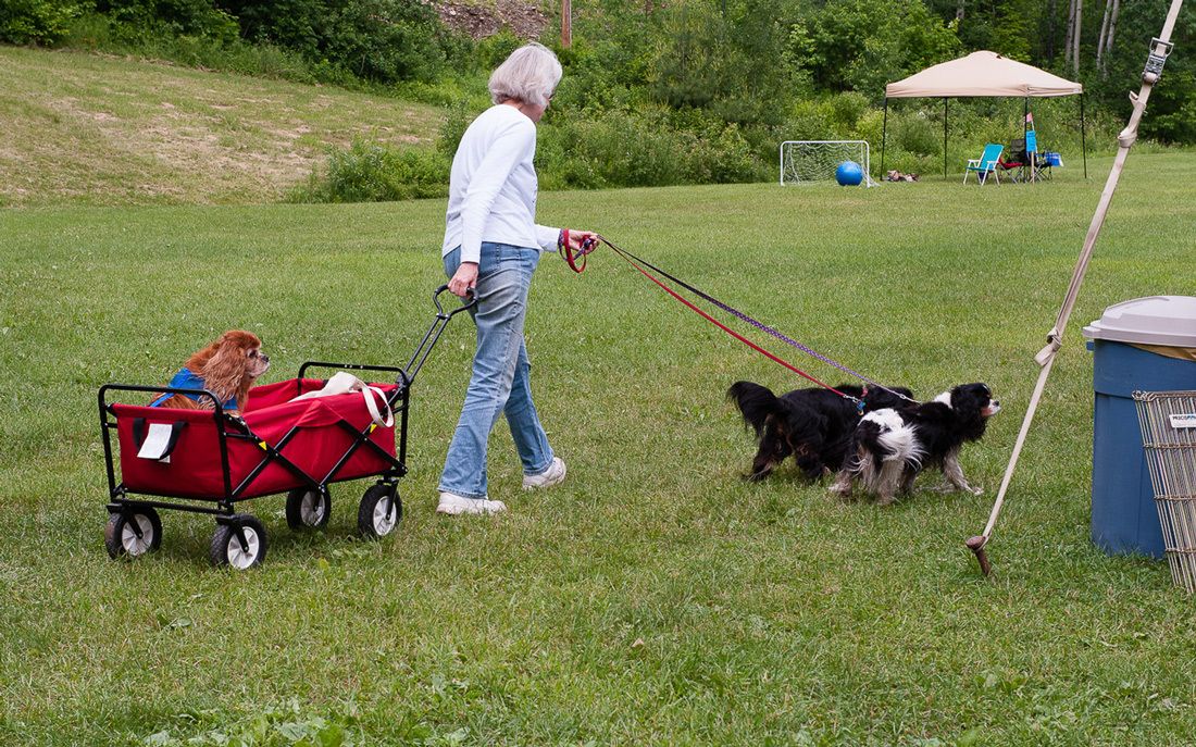 Transporting pet dog at camp.