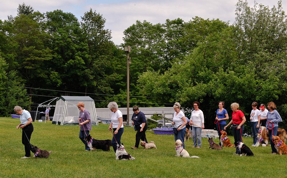 Dog parade for beginning judging at dog camp.