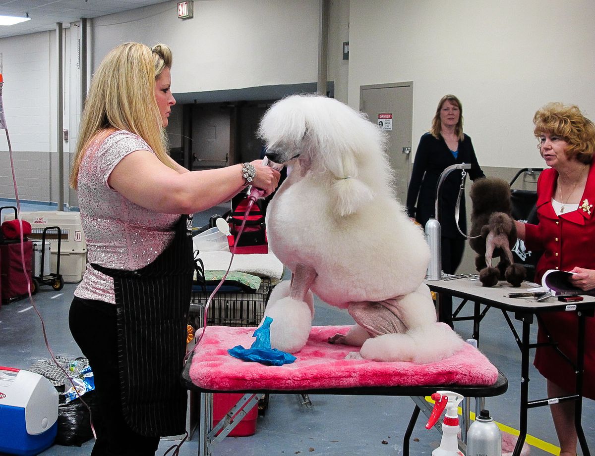 Poodle grooming at dog show, 2011