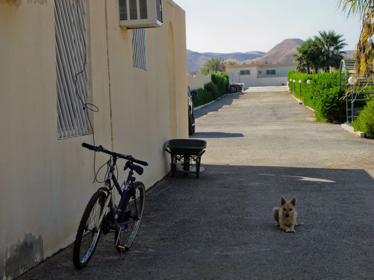 Dog and bicycle outside compound in arab country